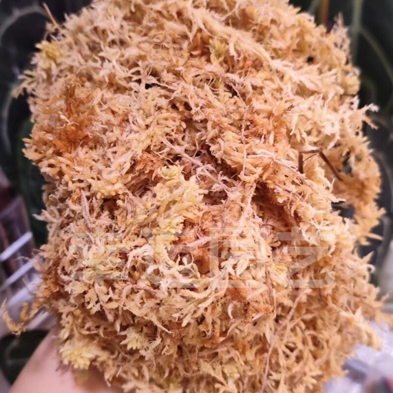 Mousse de Sphagnum 5A de Nouve - Preserved Moss Sheet avis et prix